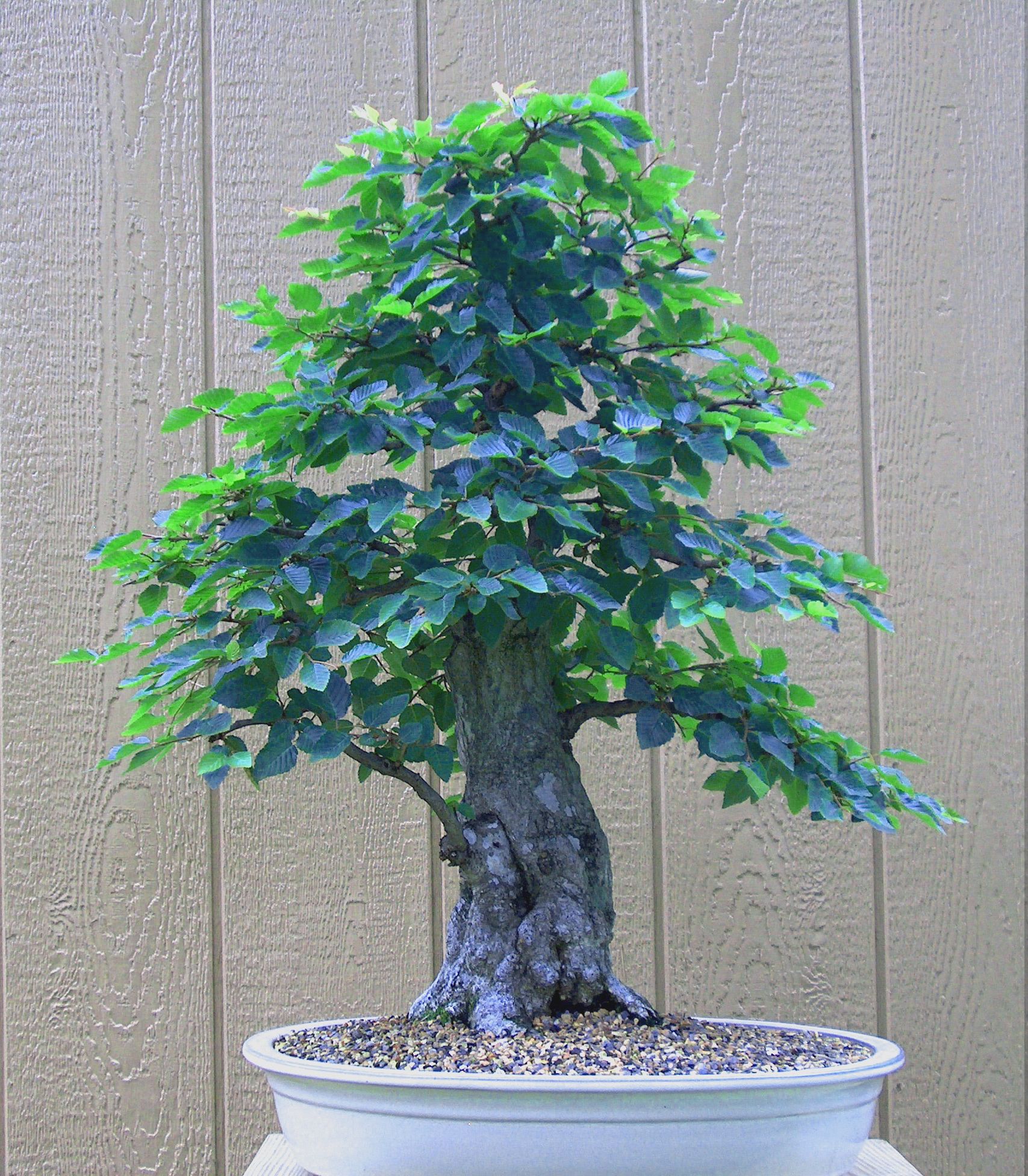 Korean_Hornbeam_2009