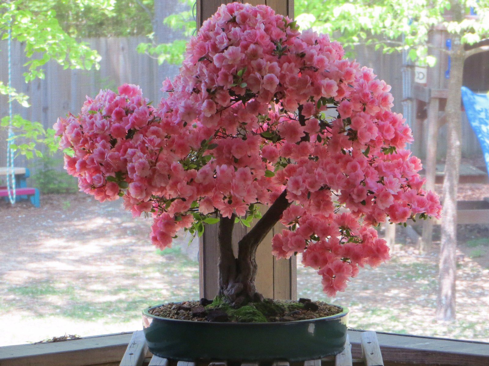 Kurume Azalea