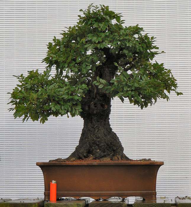 Large Cork Bark Elm