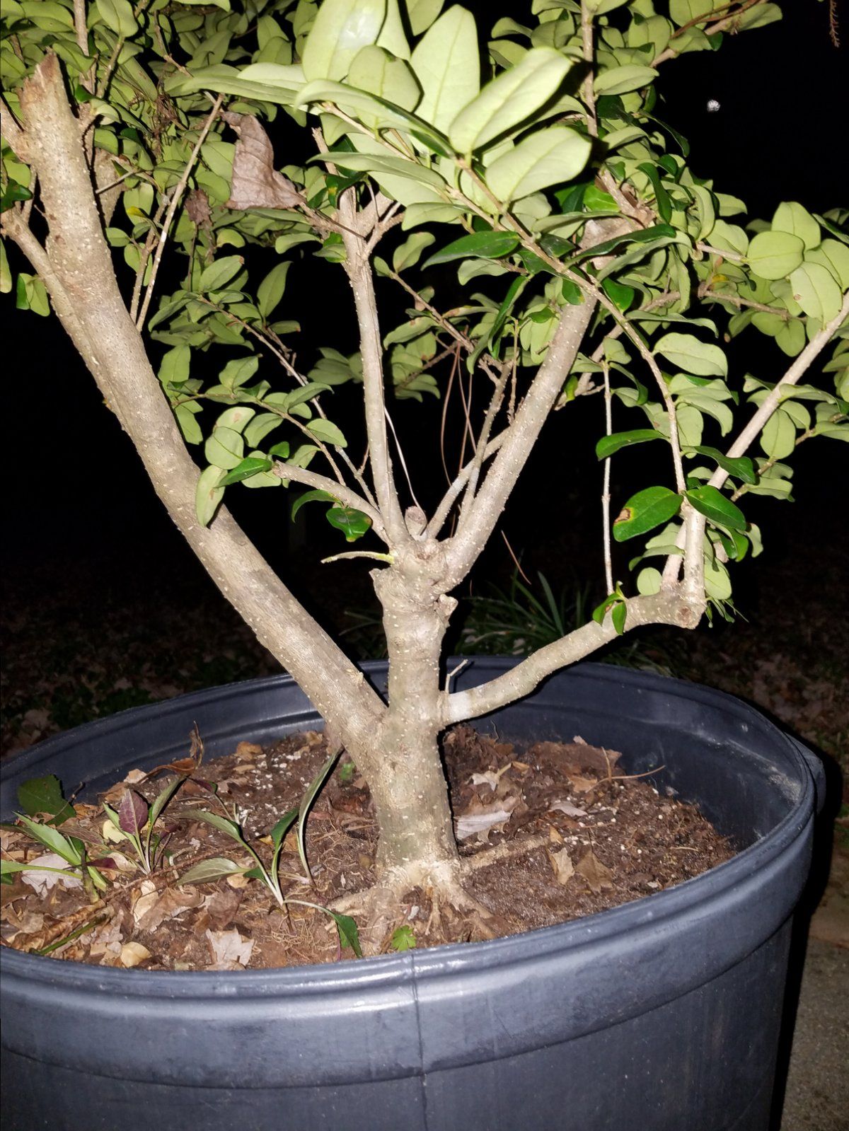 Ligustrum