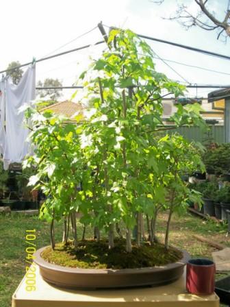 liquidamber  forest -20 trees