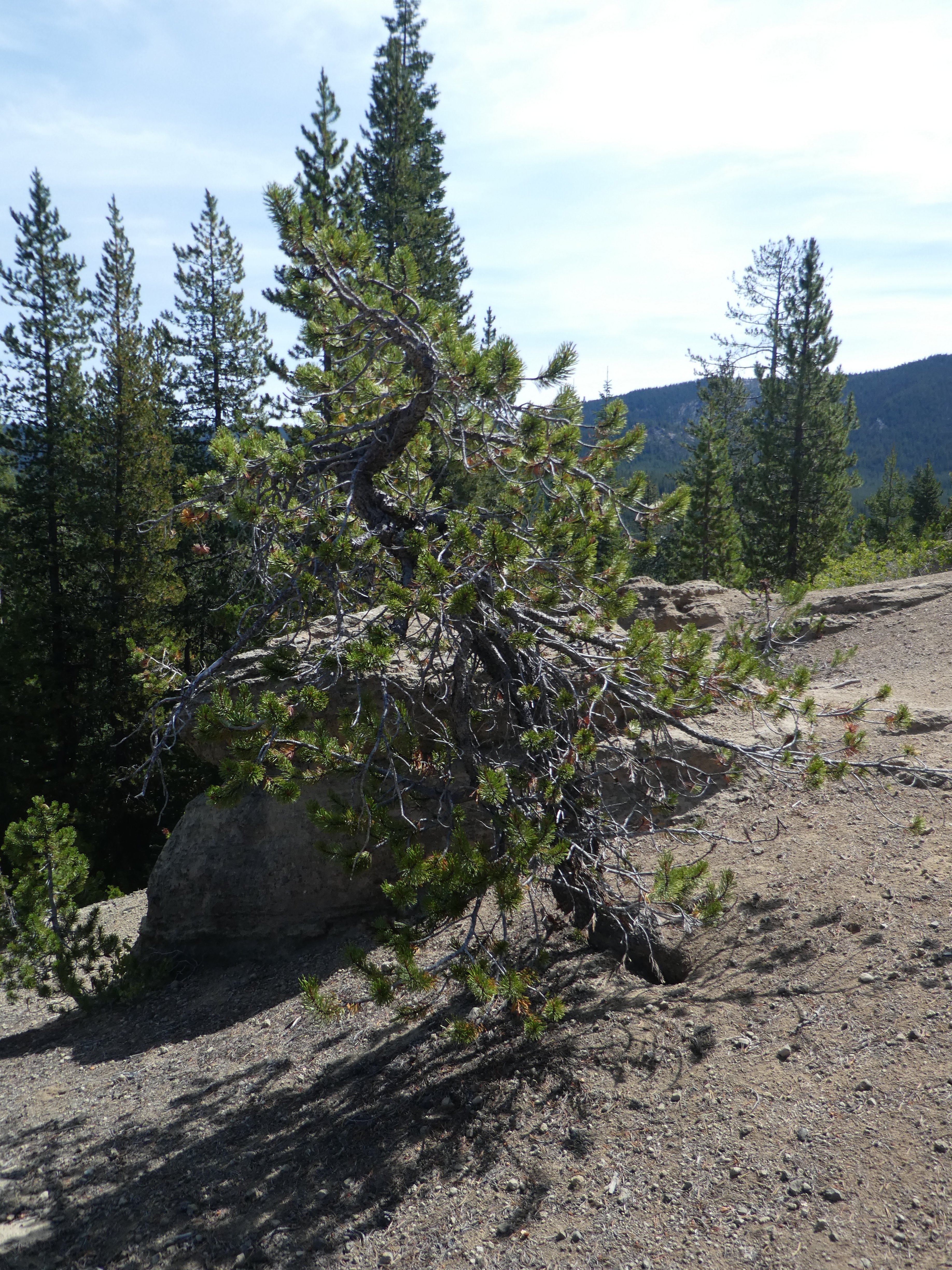 Lodgepole Pine