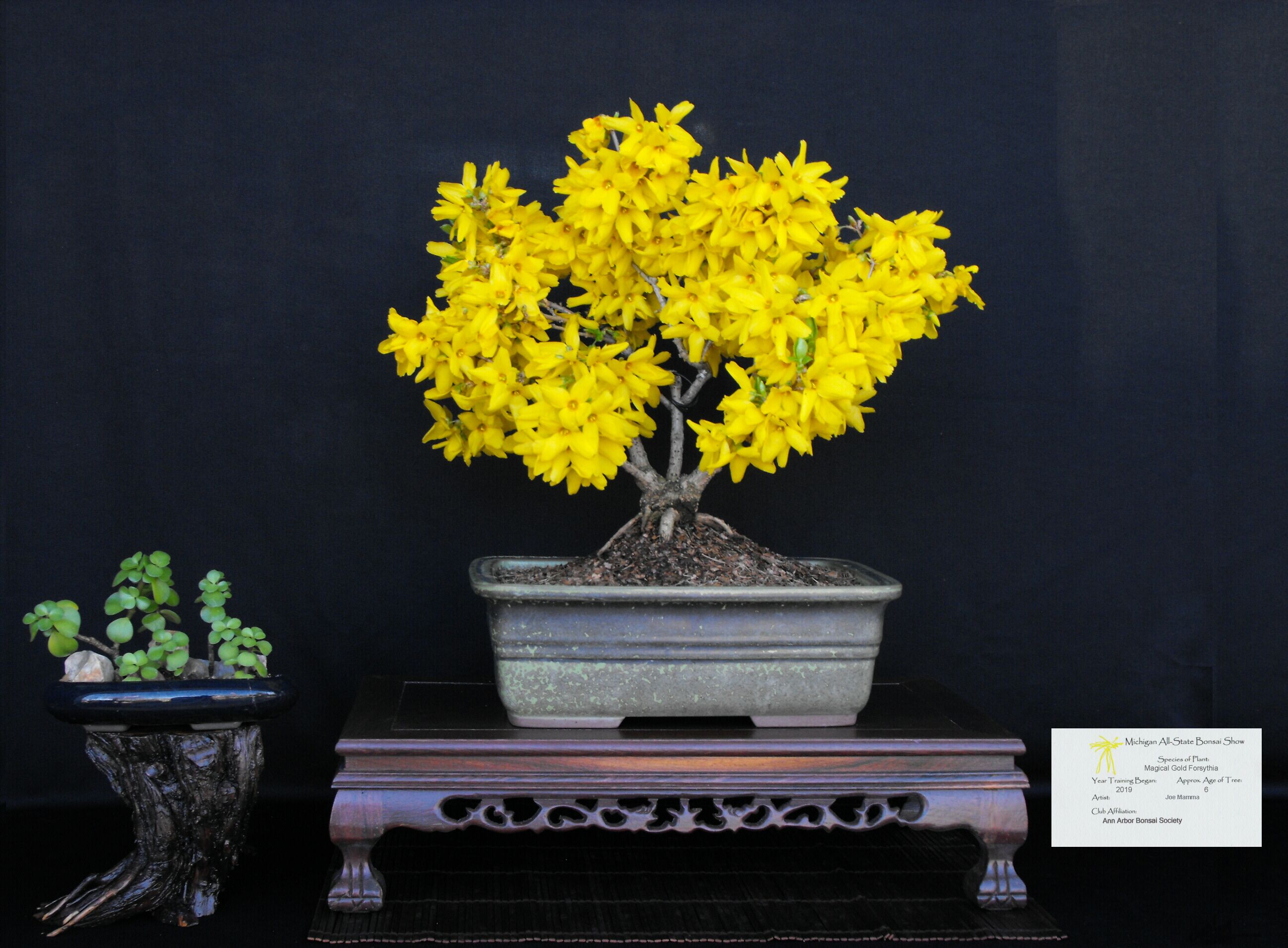 Magical Gold Forsythia.JPG