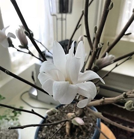 magnolia stellata.jpg