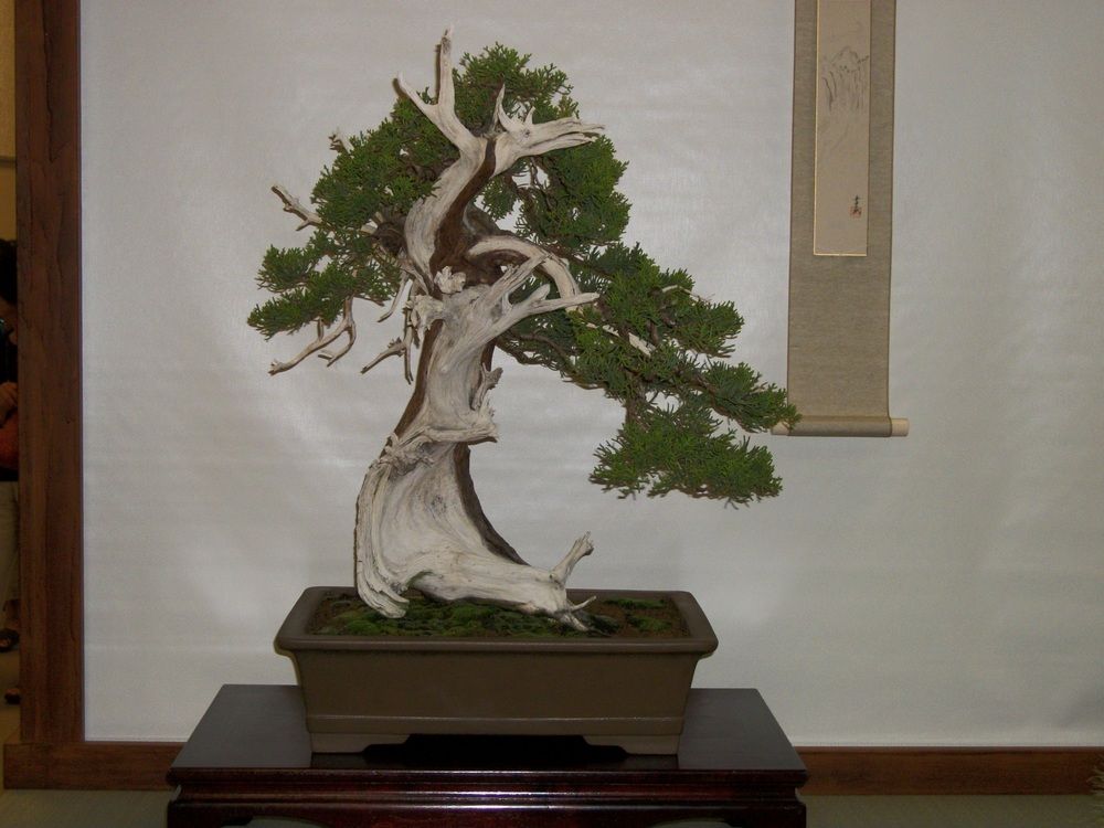 Midori Bonsai Show In San Jose