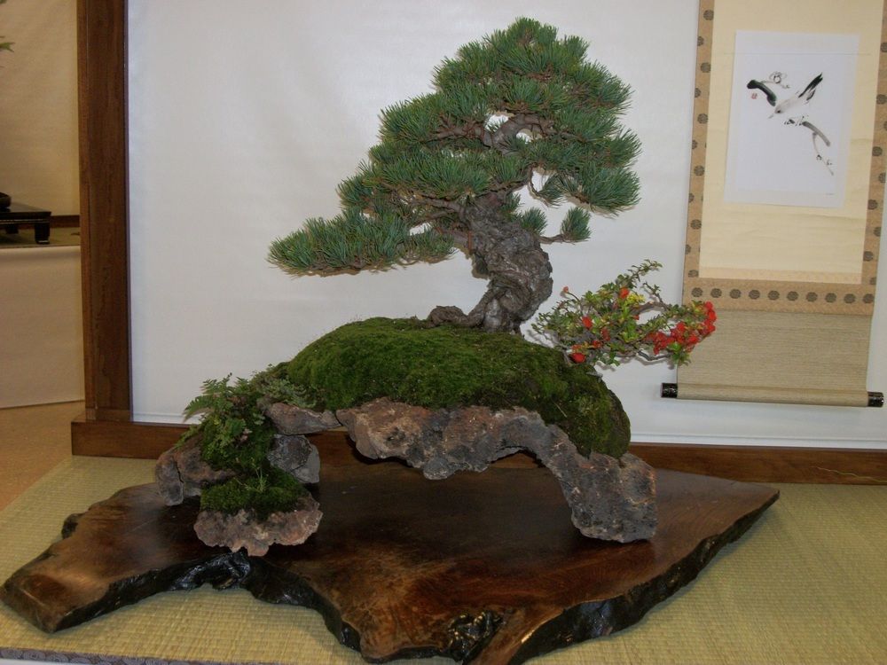 Midori Bonsai Show In San Jose