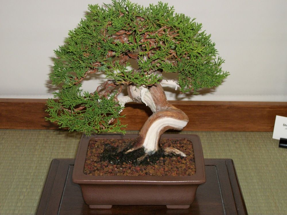 Midori Bonsai Show In San Jose