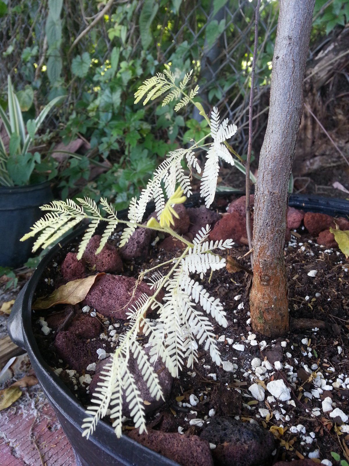 Mimosa tenuiflora albino shoot closeup