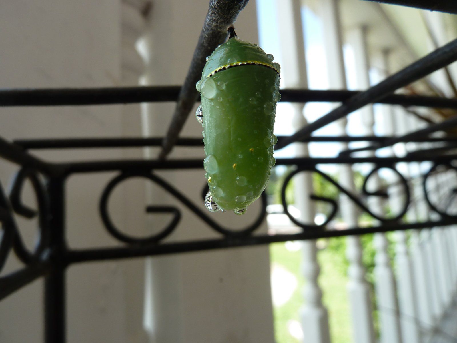 Monarch chrysalis