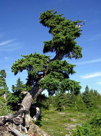 Mountain Hemlock