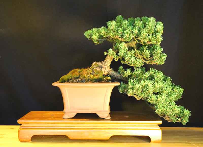 Mugo Pine: Pinus Mugo Mugus