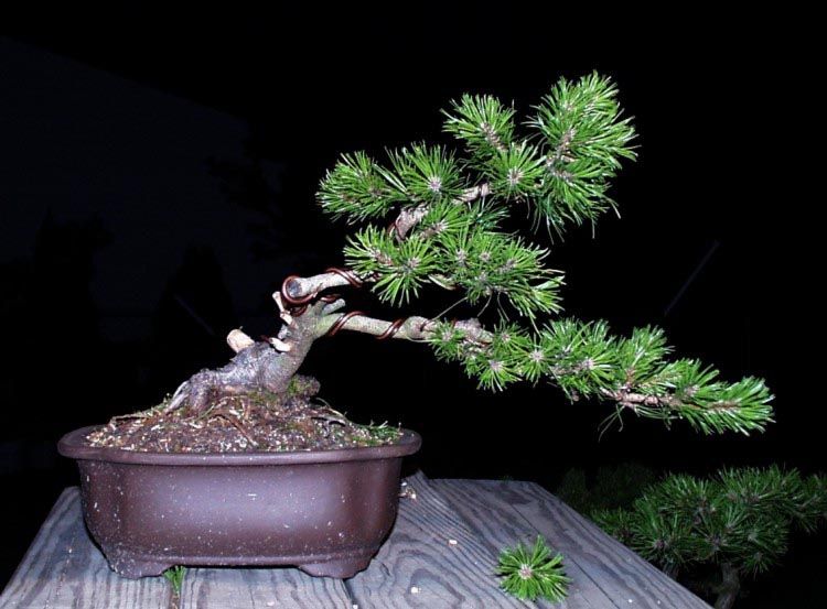 Mugo Pine: Pinus Mugo Mugus