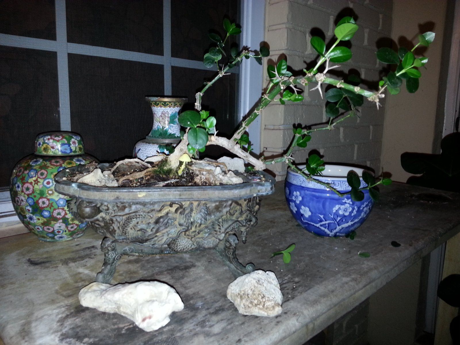 Natal plum in cast metal pot