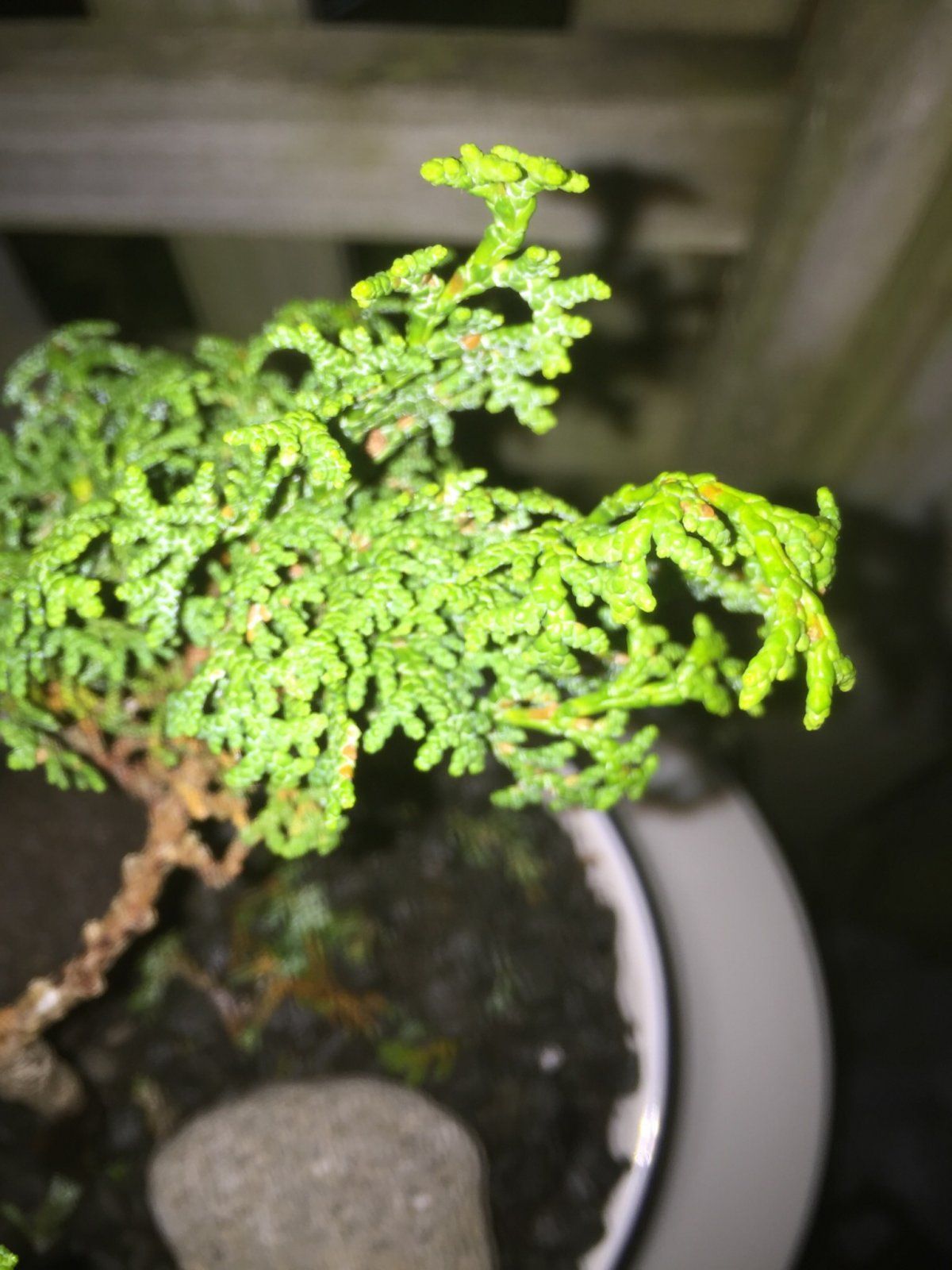 Newbie conifer