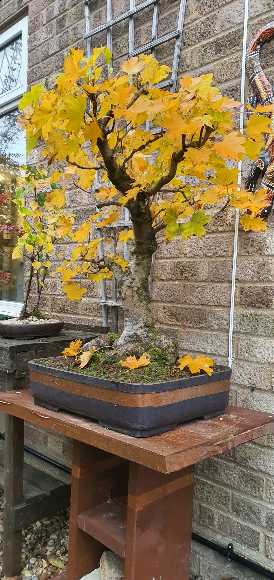 Norway maple in full autumn colours