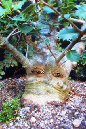 Oak with eyes