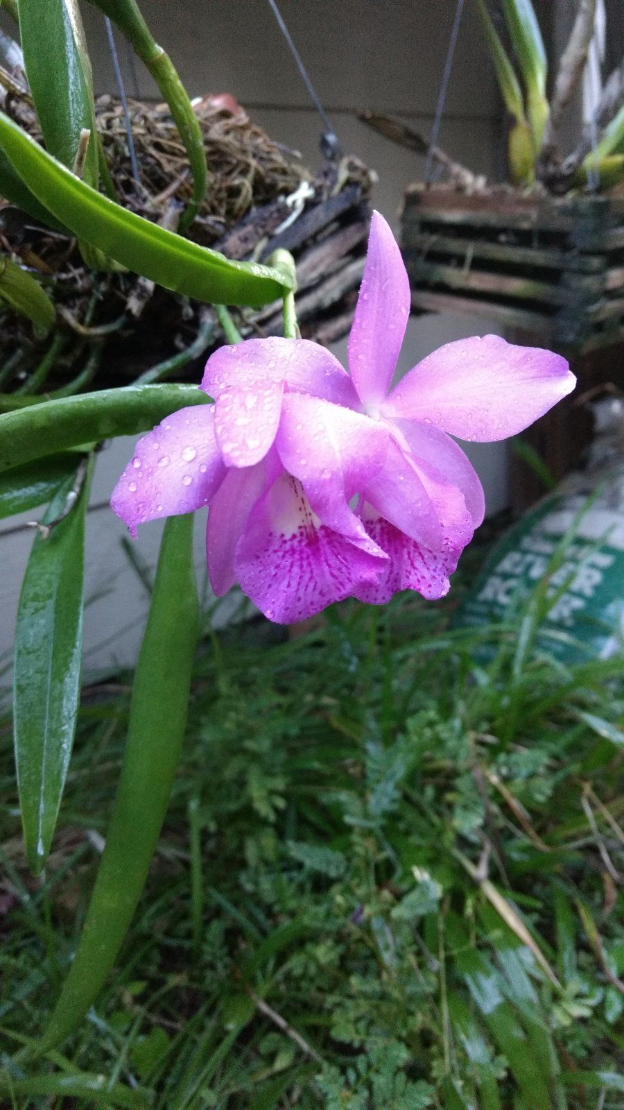 Orchid5