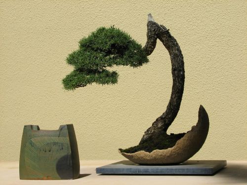 Pacific Rim Bonsai Collection