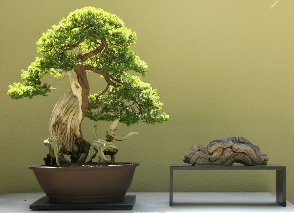 Pacific Rim Bonsai Collection