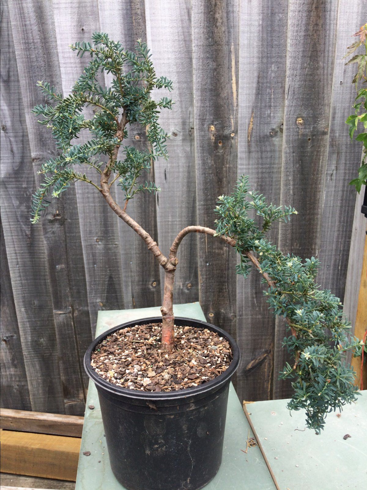 Podocarpus lawrence