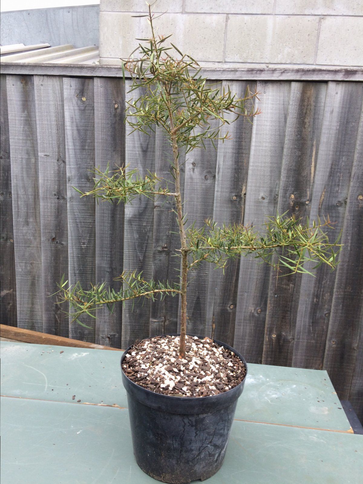 Podocarpus totara