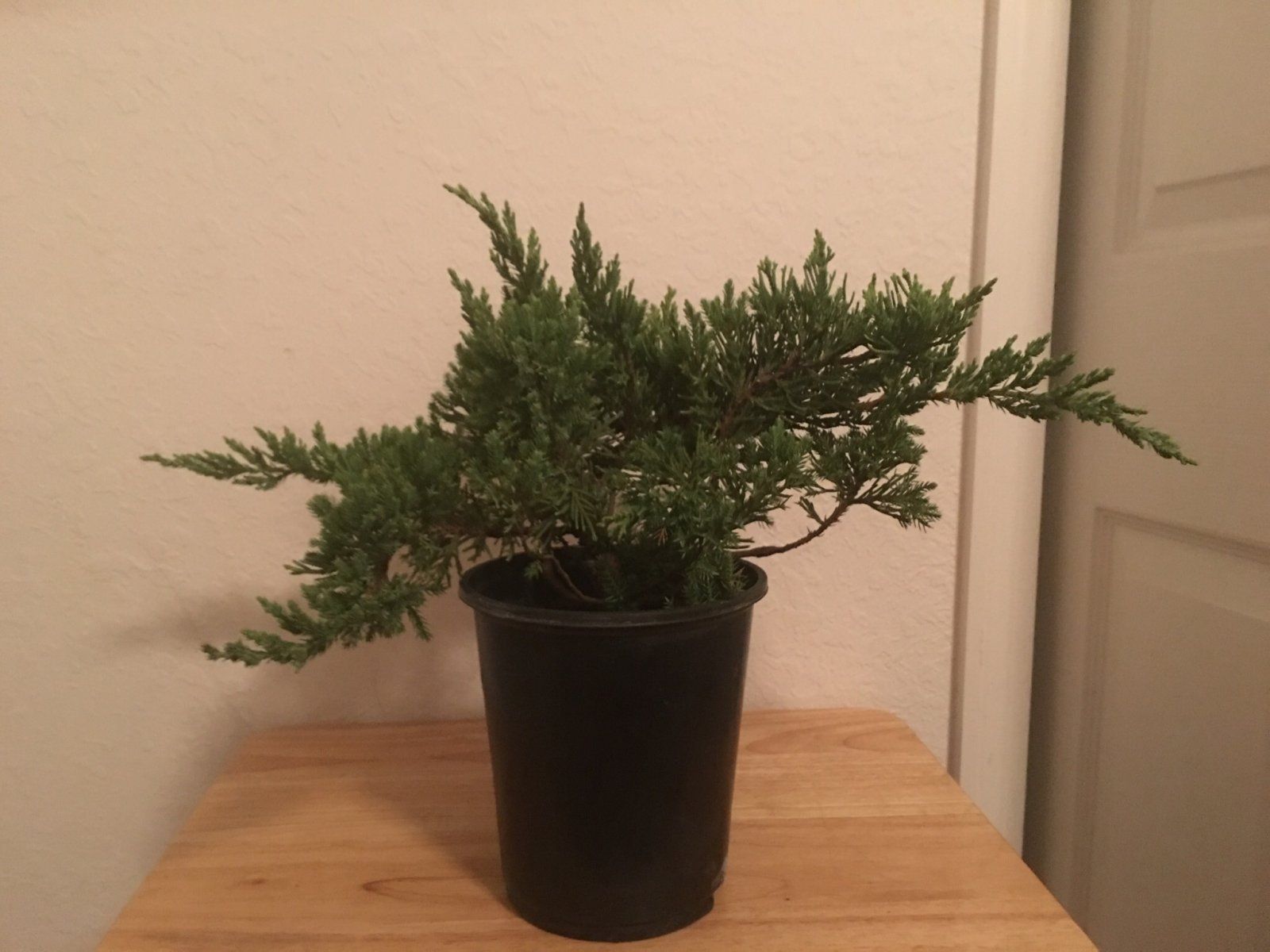 Pre-Bonsai