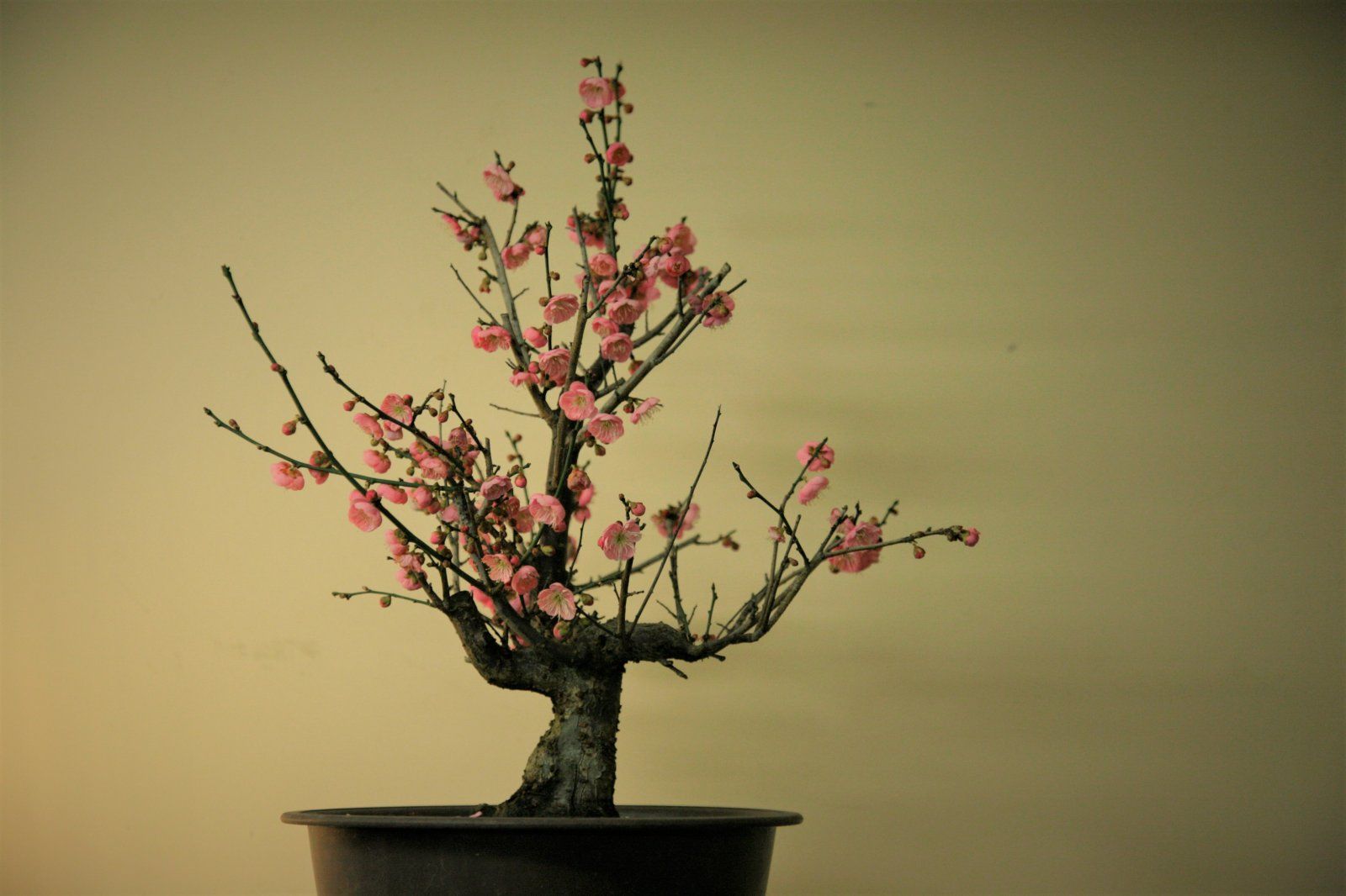 Prunus Mume