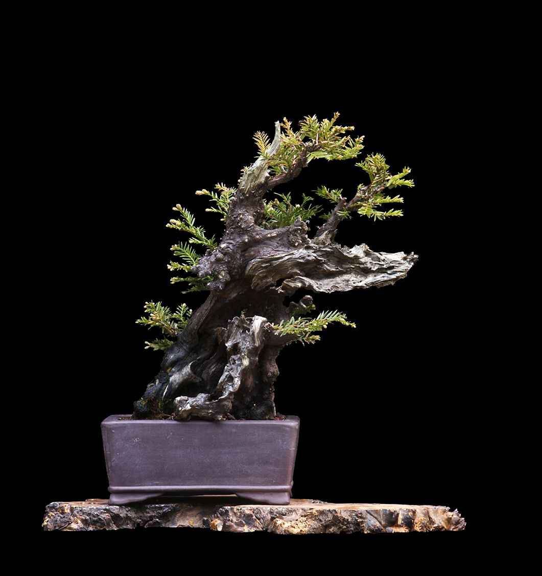 Redwood - Now In the Elandan Gardens Collection