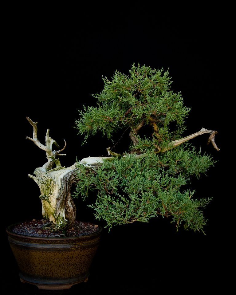 Rocky_Mountain_Juniper