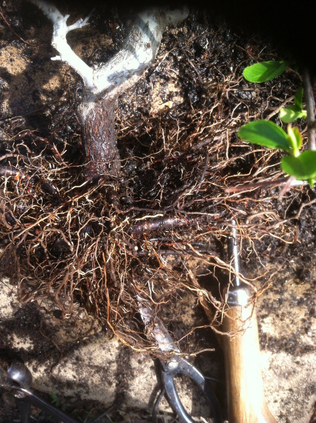 Root work