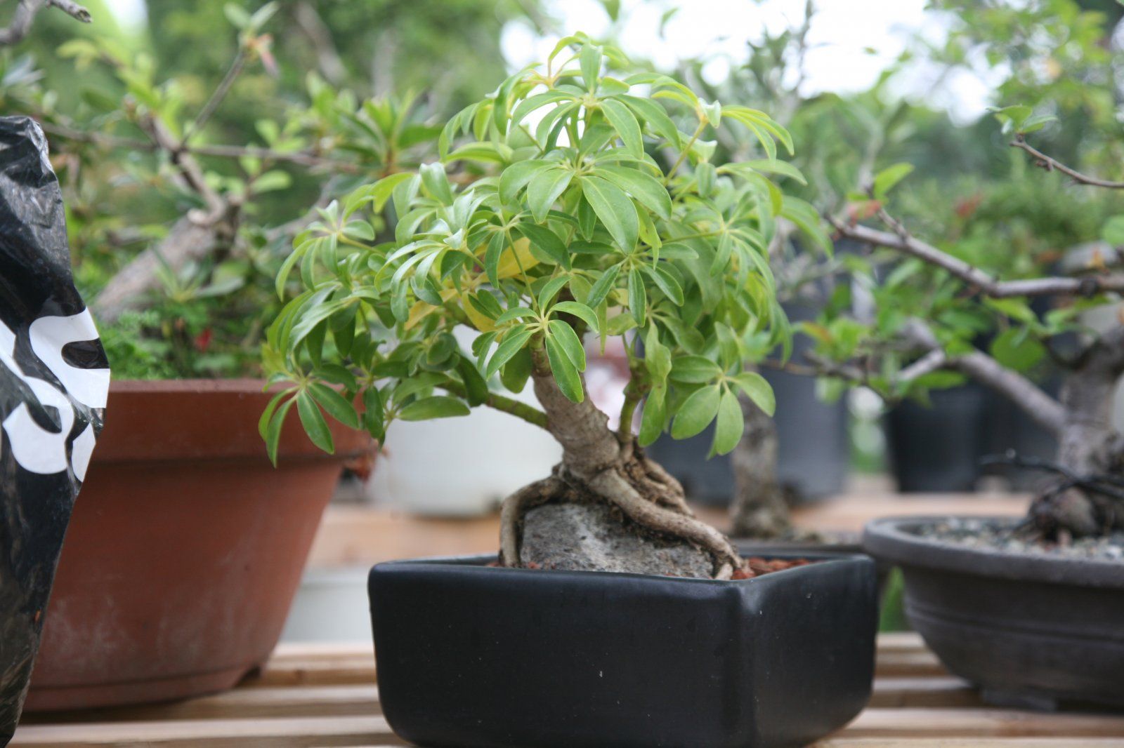 SCHEFFLERA 042815 F