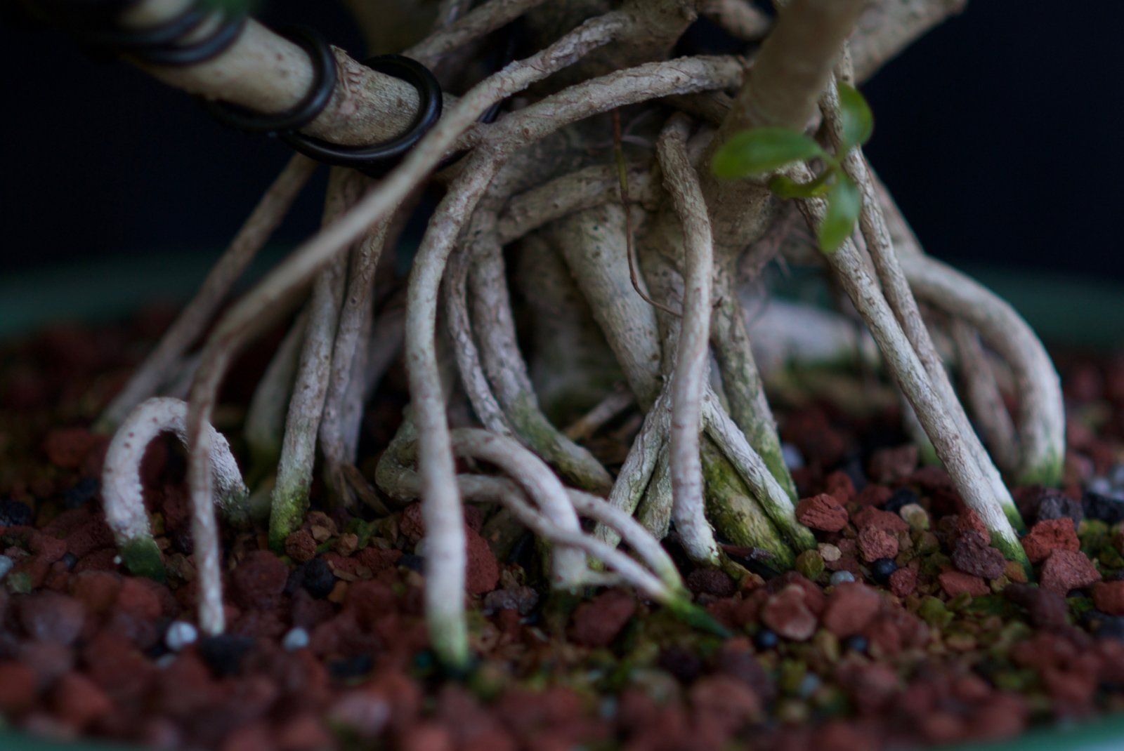 Schefflera Roots