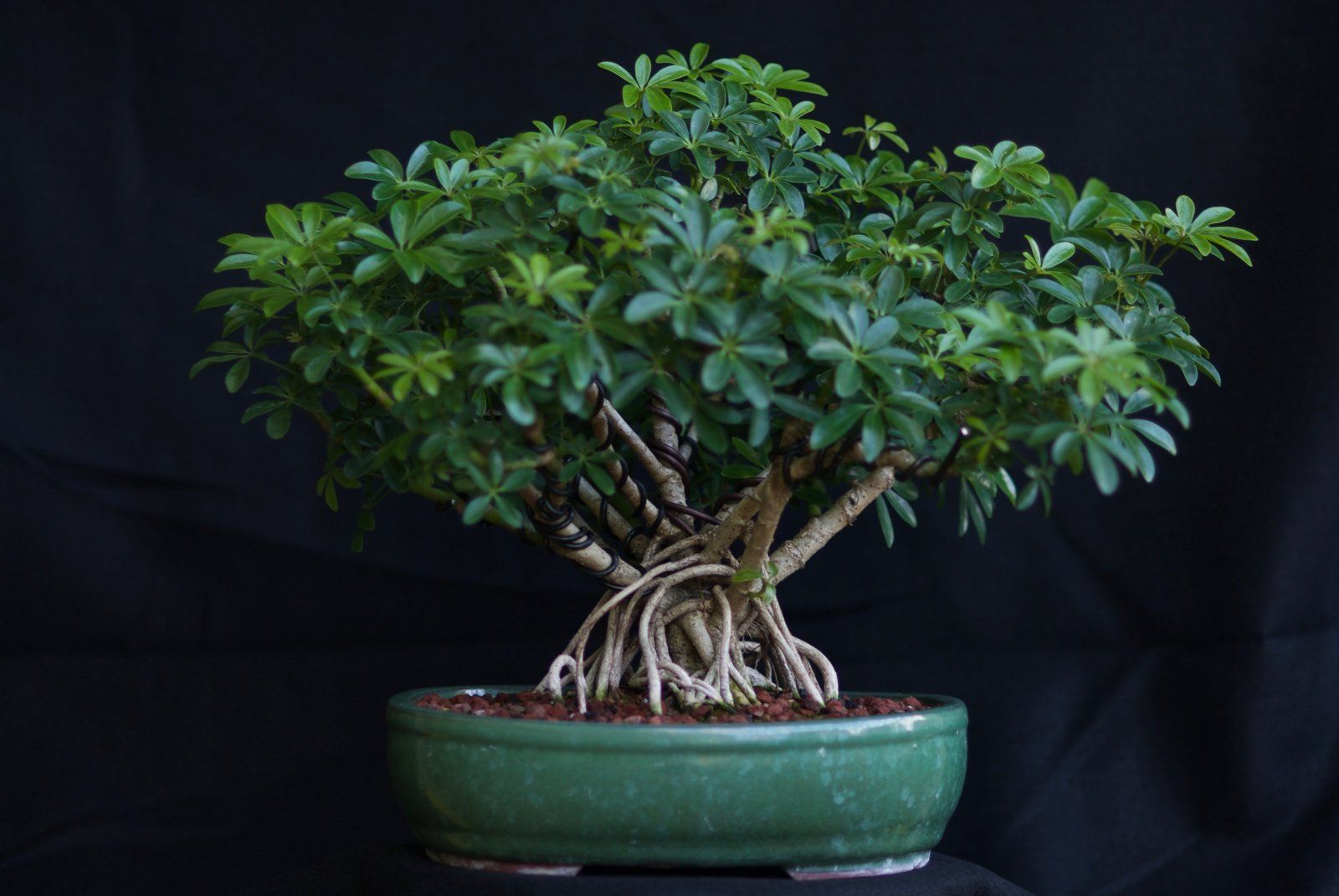 Schefflera