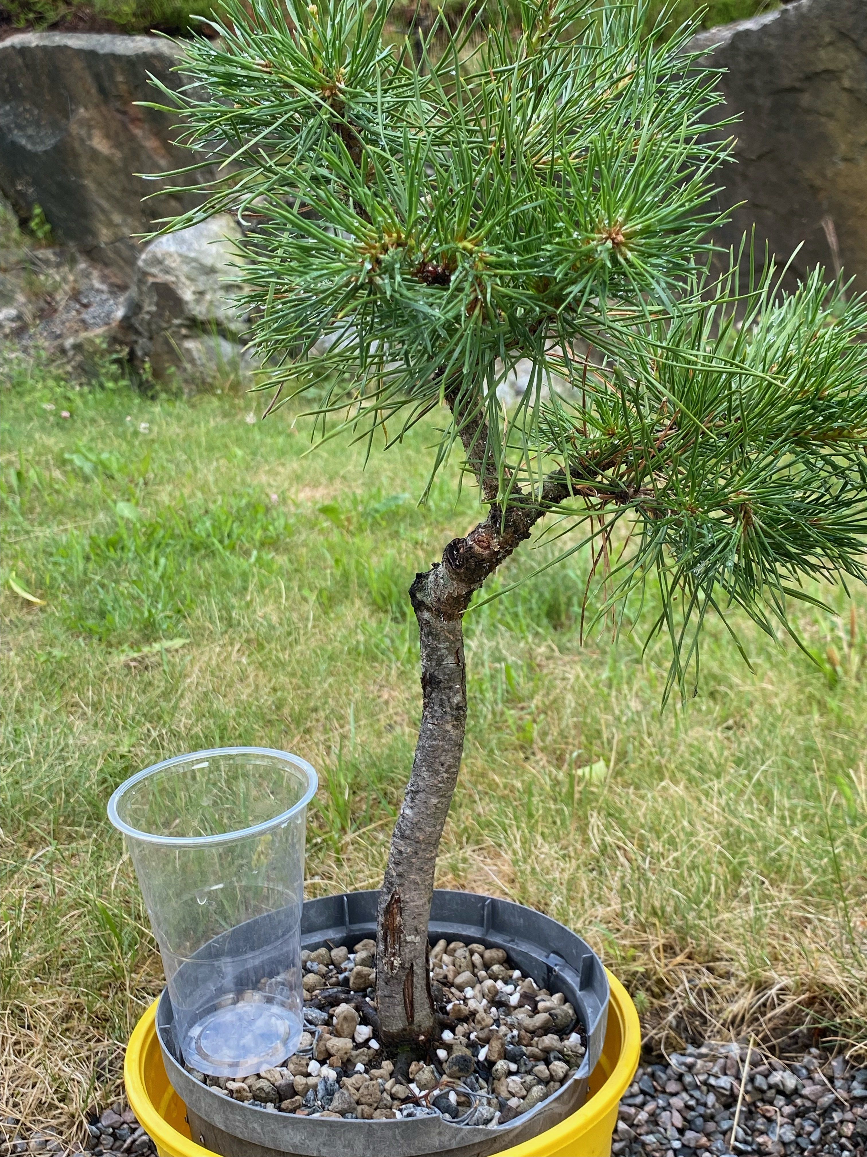 Scots pine 2