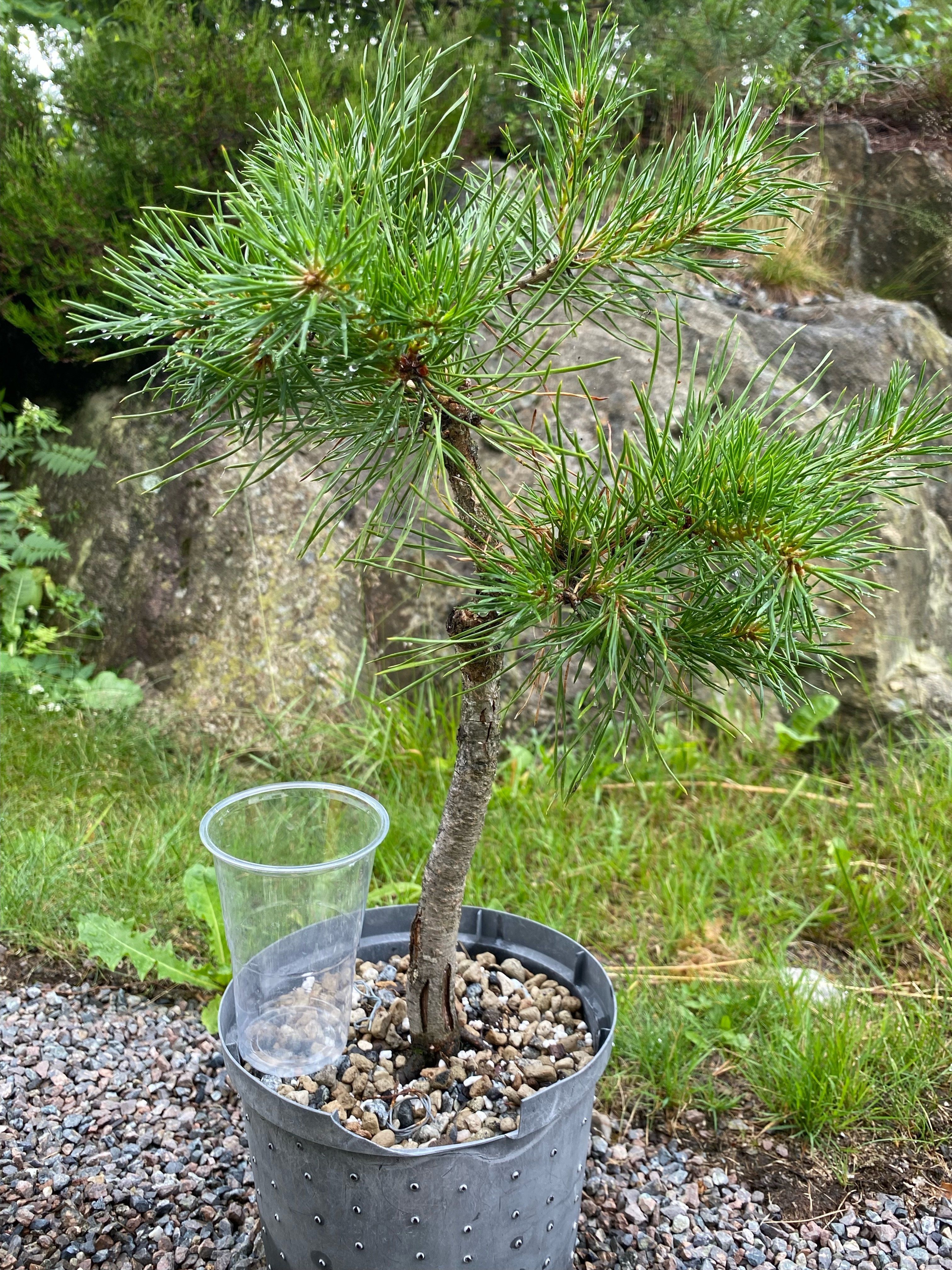 Scots pine 3