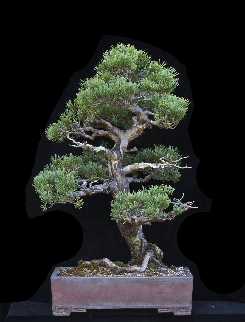 Scots Pine - Now In the Elandan Gardens Collection