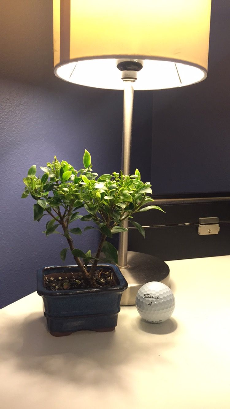 Shohin Ficus 1