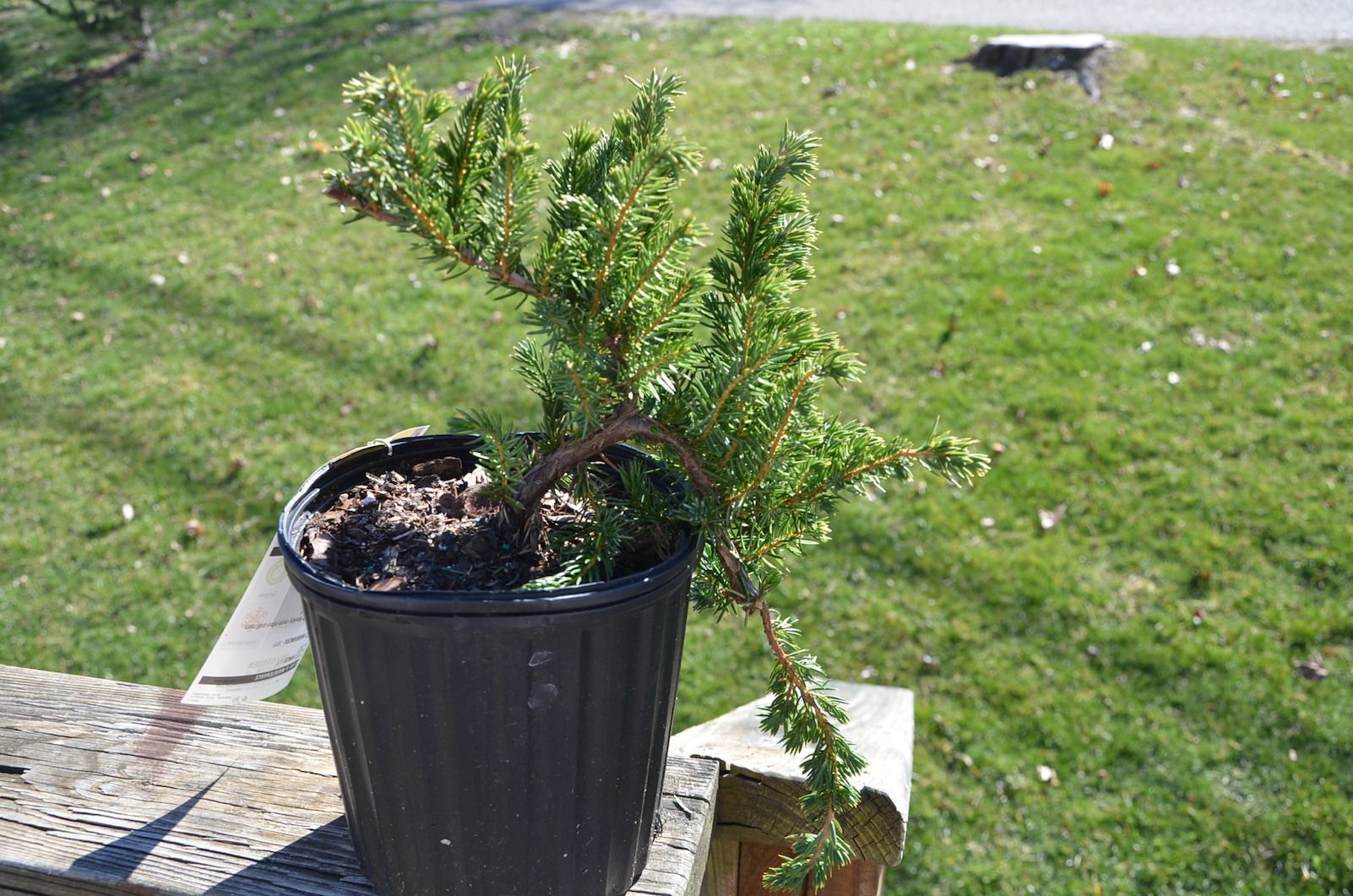 Shore Juniper Blue Pacific juniperus conferta