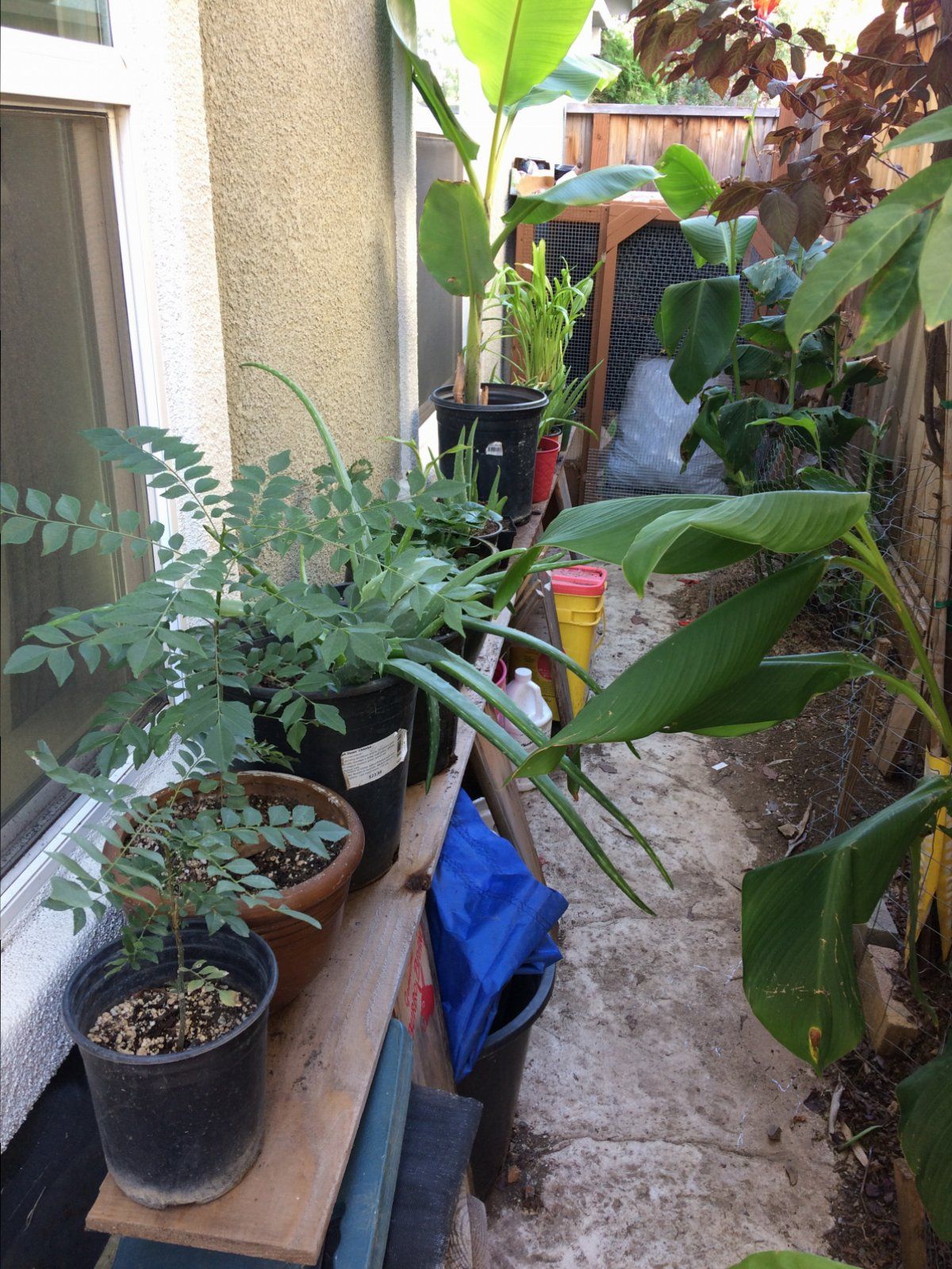 Side of my house/plants/chicken coop