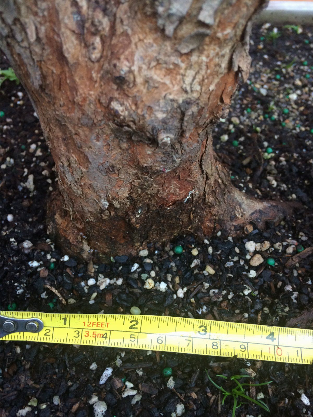 Smoke tree trunk measure