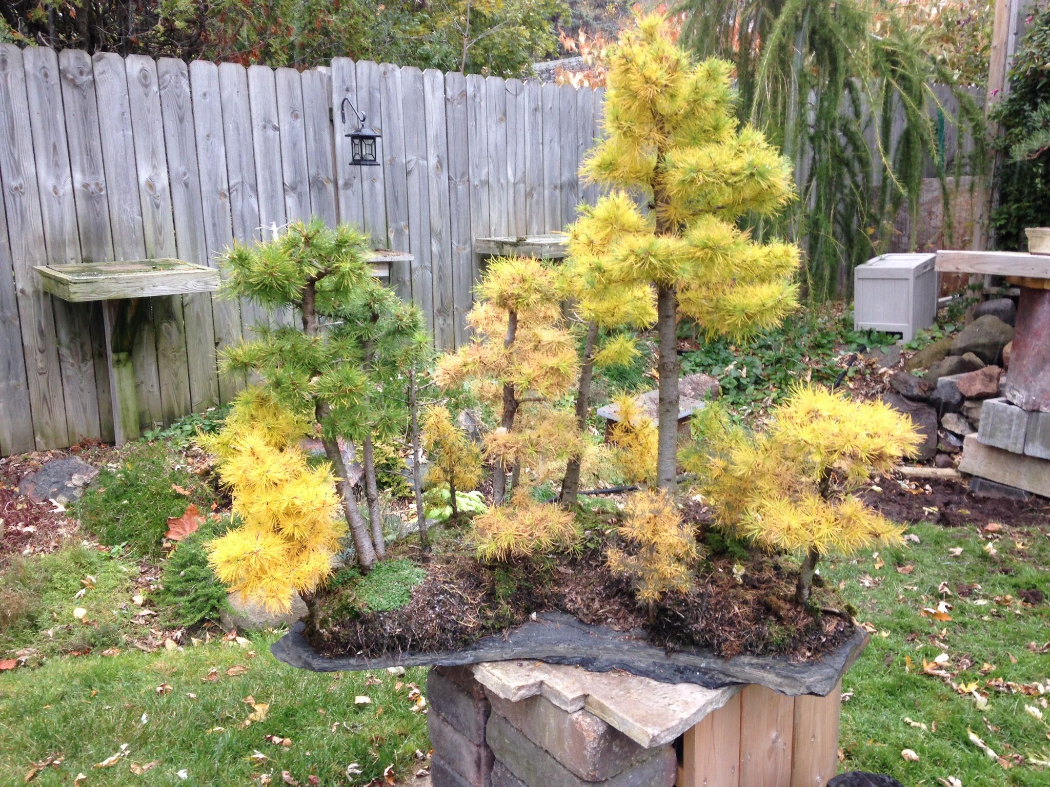 Tamarack Forest