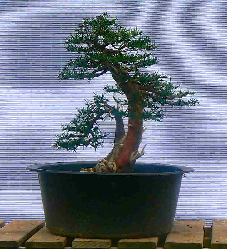 Taxus Bacatta - Yew