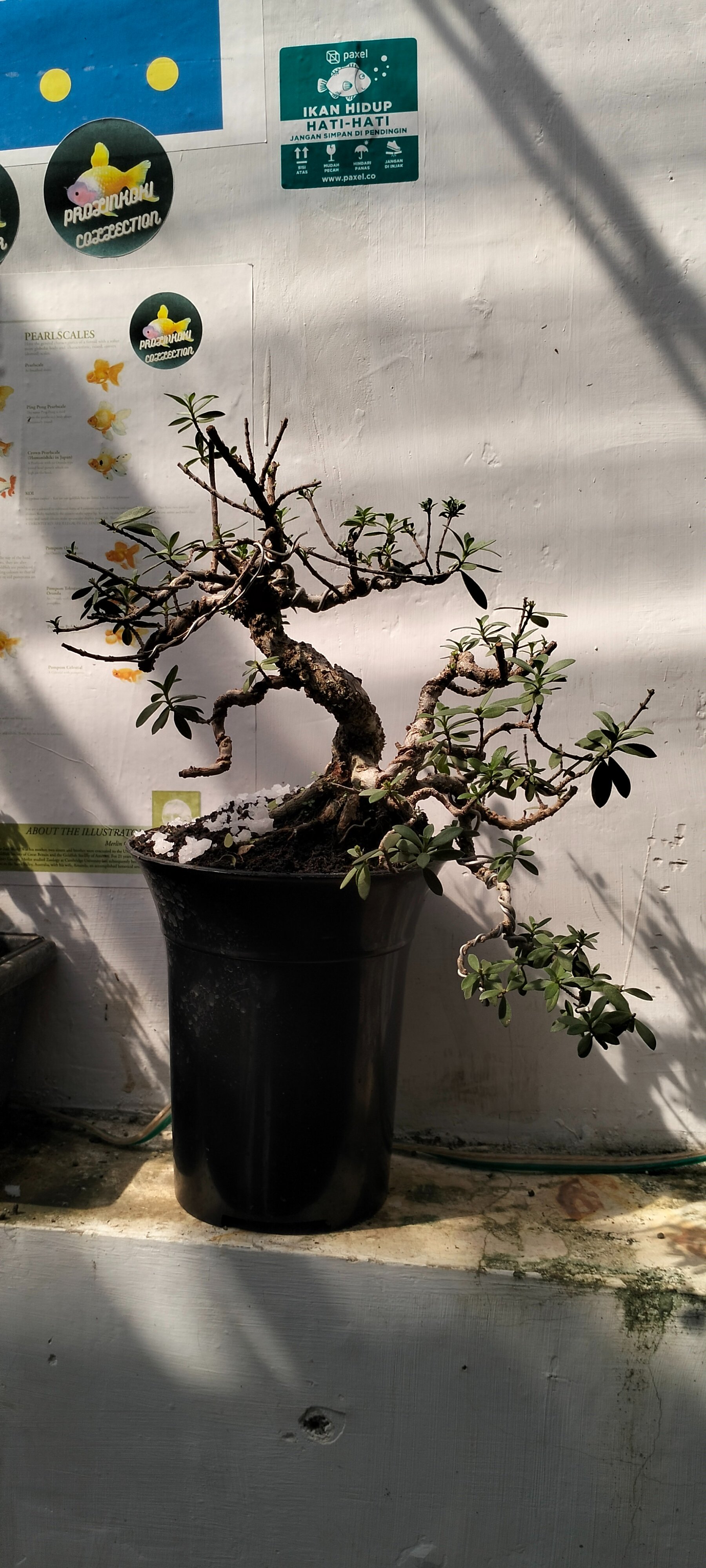 THE TWO HEAD of SANTIGI/SETIGI (Phempis Acidula - Indonesia Term) // ATMA BONSAI MINI LAB