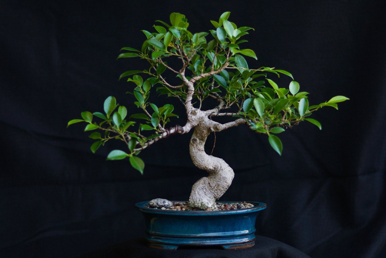 Tiger Bark Ficus