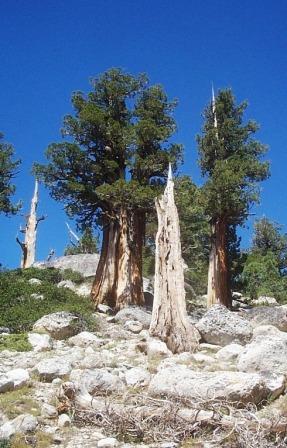 Trees in nature, Sierra Nevada Mountains