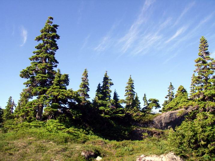 Trees in Nature - Vancouver Island Canada