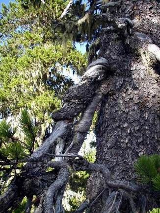 Twisted branches/shari on Shorepine - P. Contorta