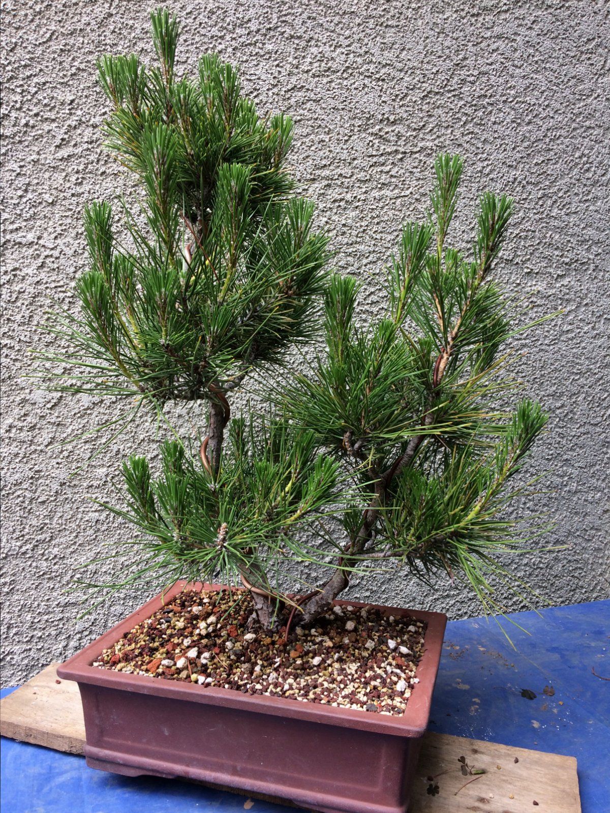 Untrimmed bonsai