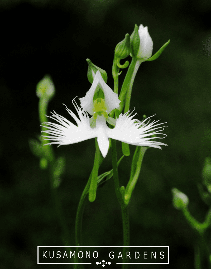 White-Egret-Orchid---Habenaria-radiata---Kusamono-Gardens