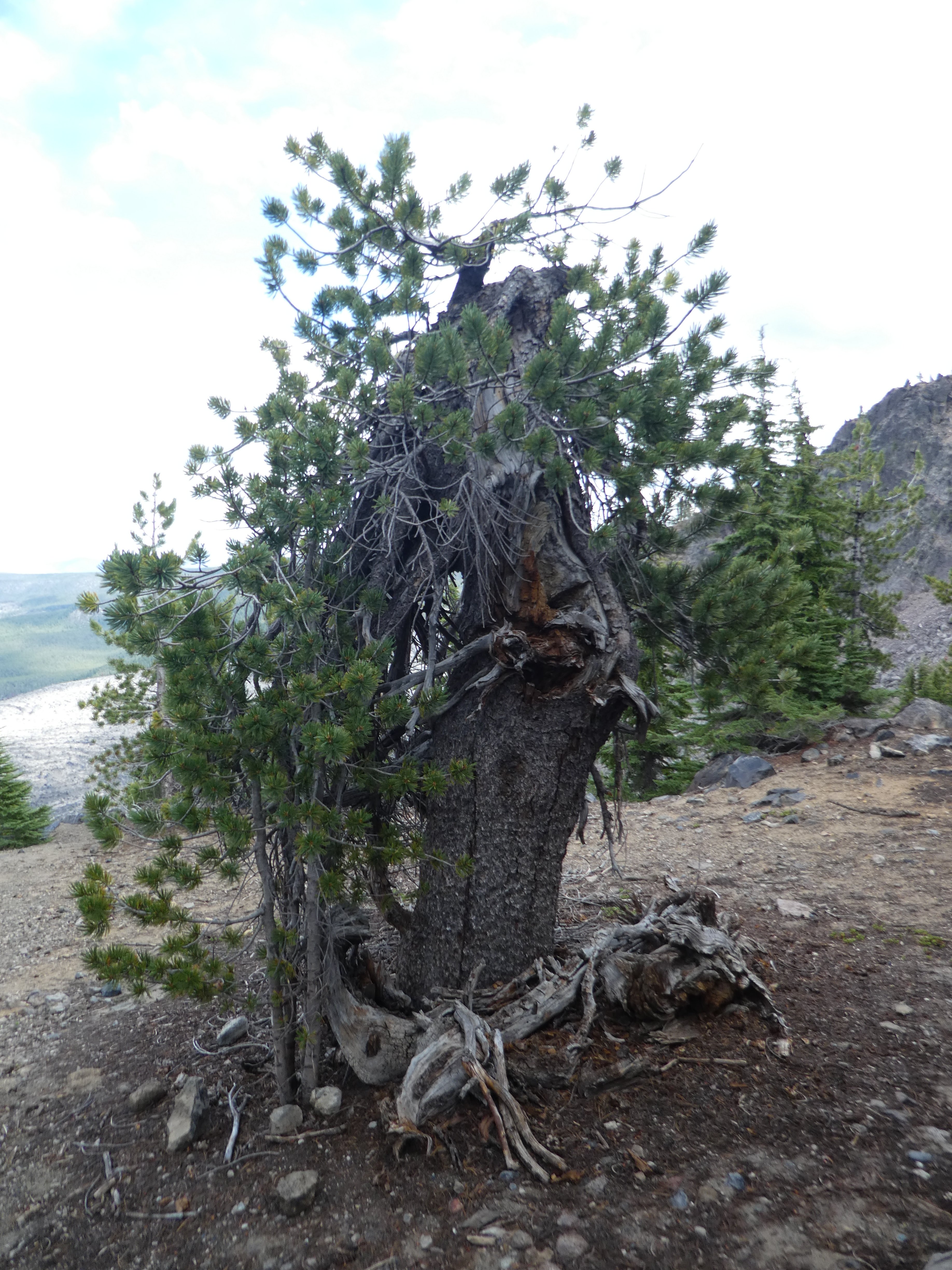 Whitebark Pine 1